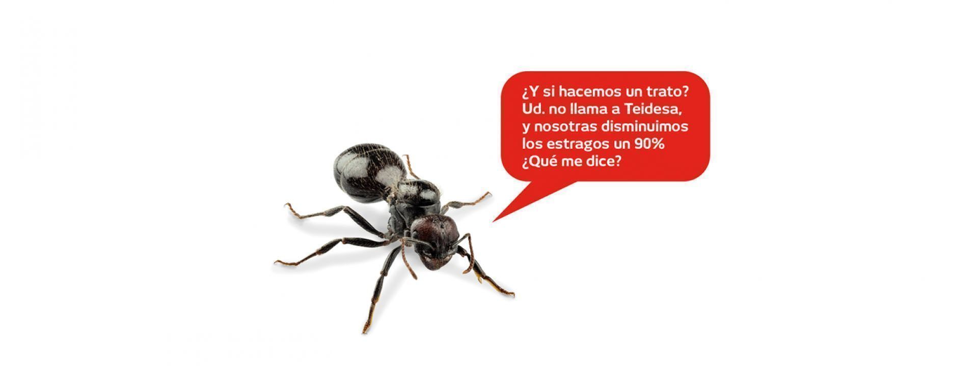 Hormigas