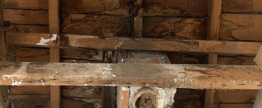 Diagnosis de la madera en Enguera