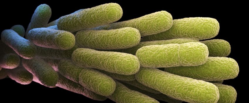 Eliminar Legionella en Enguera, Alginet, Algemesí y Enguera 